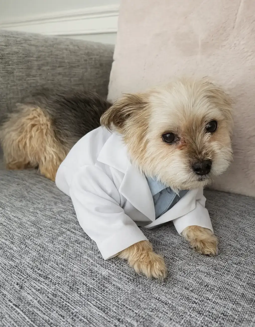 Max, DO<span class="text-gray-300">G</span> fun image