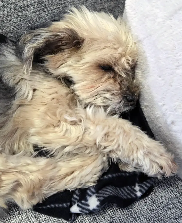 Max, DO<span class="text-gray-300">G</span> fun image