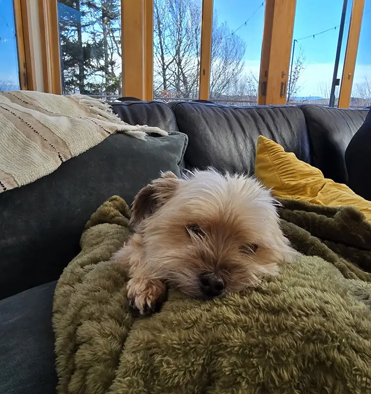 Max, DO<span class="text-gray-300">G</span> fun image